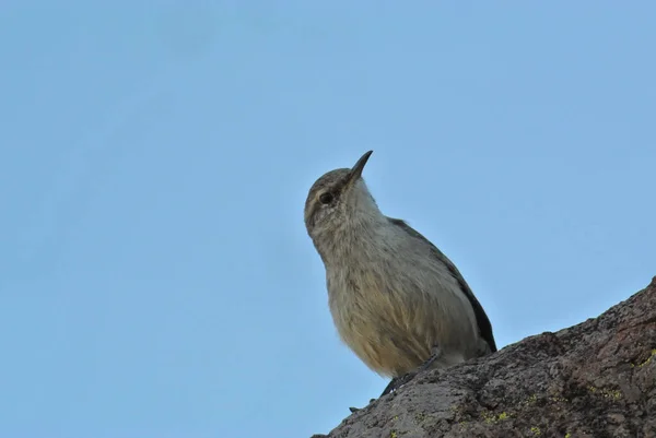 Primer Plano Bewick Wren Posado Una Piedra Con Fondo Azul — Foto de Stock