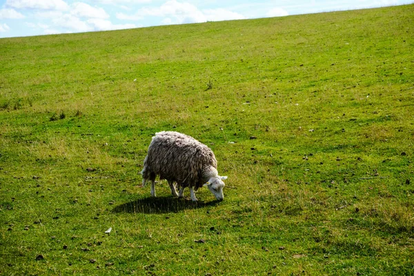 Gündüz Vakti Koyunlarla Dolu Yeşil Bir Tarla — Stok fotoğraf