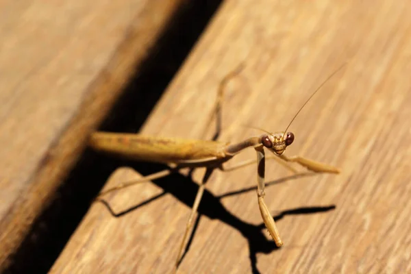 Macro Shot Mantis Wooden Surface — Stock Photo, Image