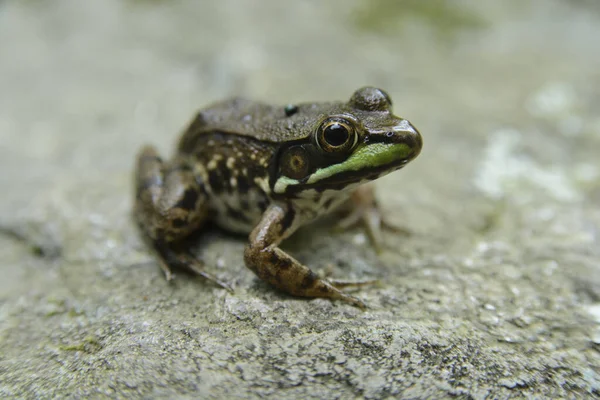 Westchester Estados Unidos Agosto 2017 Fotografía Macro Cerca Ranas Sapos —  Fotos de Stock