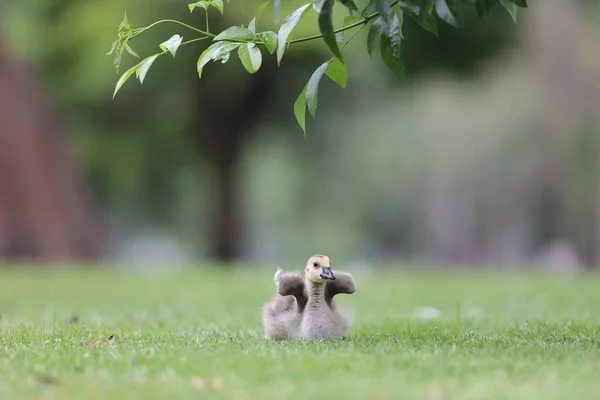 Küçük Sevimli Bir Ördek Yavrusunun Yakından Çekimi — Stok fotoğraf