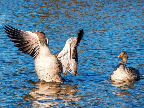 Wild Goose Ανοιχτά Φτερά Στον Ποταμό Isar Του Μονάχου — Φωτογραφία Αρχείου