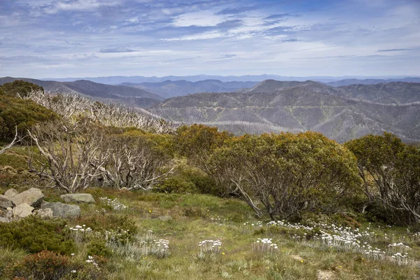 오스트레일리아 빅토리 근처에 눈덮인 잇몸의 아름다운 — 스톡 사진