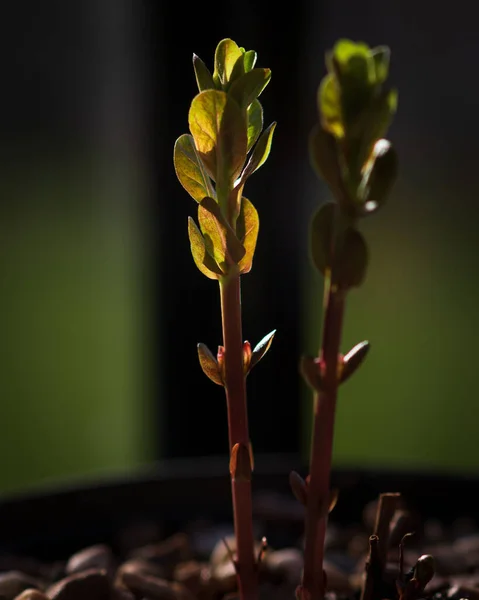 Hastes Frescas Que Crescem Primavera — Fotografia de Stock