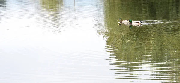 Lago Calmo Com Patos Nadando Durante Dia — Fotografia de Stock