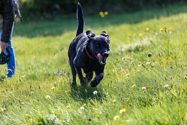 Adorable Black Labrador Retriever Running Grassy Field — Fotografia de Stock
