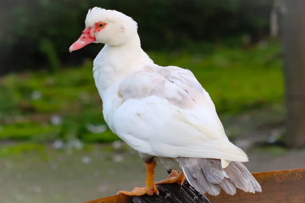 Selective Focus Shot White Muscovy Duck Cairina Moschata Perched Wood — Stock Photo, Image