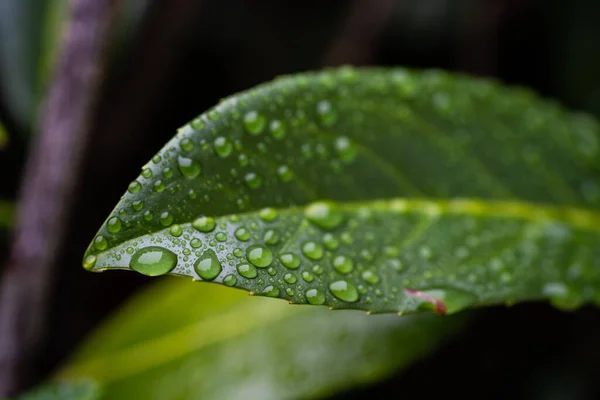 Egy Közeli Vízcsepp Egy Zöld Növényen Eső Után — Stock Fotó