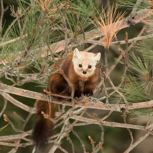 Gros Plan Une Martre Pins Dans Une Forêt — Photo