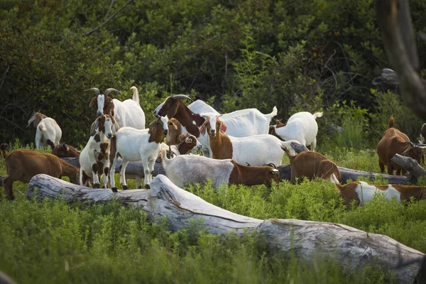 Una Pequeña Manada Cabras Kansas Rural —  Fotos de Stock