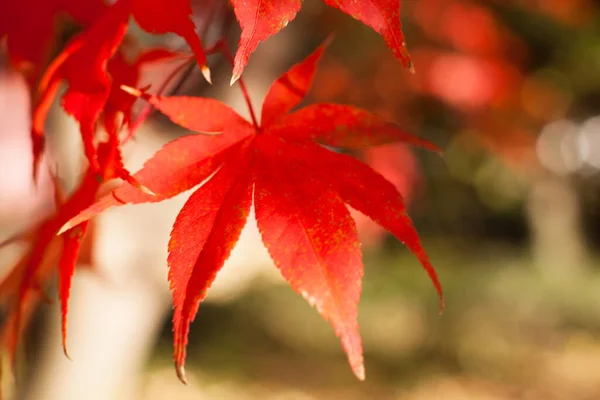 Closeup Shot Red Japanese Maple — Stockfoto