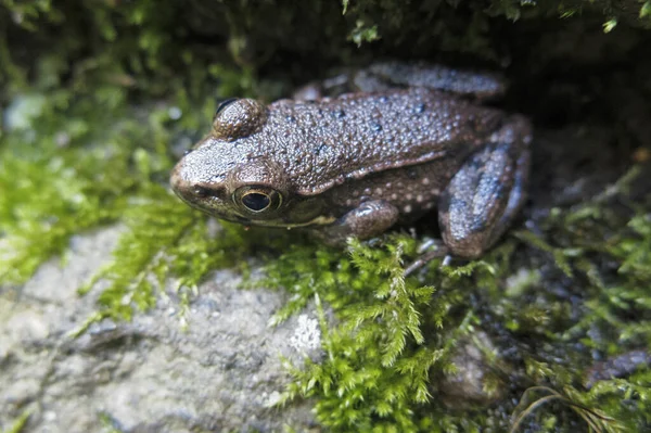 Westchester United States August 2017 Macro Close Photography Frogs Toads — 图库照片