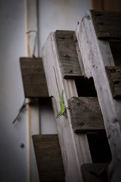 木制表面上的一种Anole蜥蜴 — 图库照片