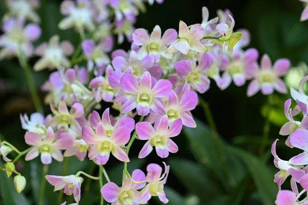 Detailní Záběr Rozkvetlých Bílých Růžových Orchidejí Singapurských Botanických Zahradách — Stock fotografie