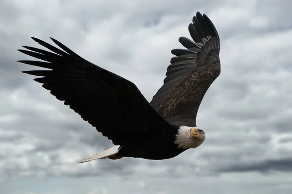 Primer Plano Águila Calva Volando Cielo Nublado —  Fotos de Stock