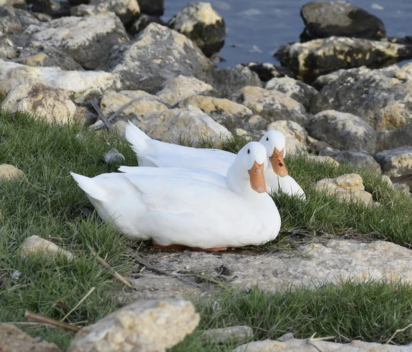 Side View Domestic Ducks Sitting Grass Banks River — Stockfoto