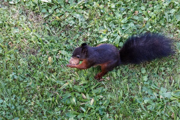 Gros Plan Mignon Petit Écureuil Avec Une Queue Duveteuse Mangeant — Photo