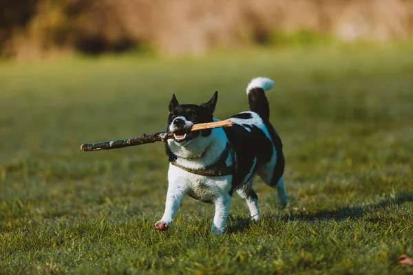 一只可爱的家犬在公园里抱着木棍跑着 — 图库照片