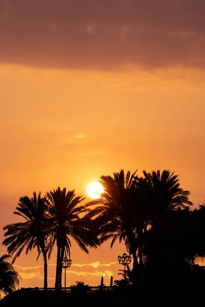 Une Belle Vue Sur Une Plage Avec Des Palmiers Soleil — Photo