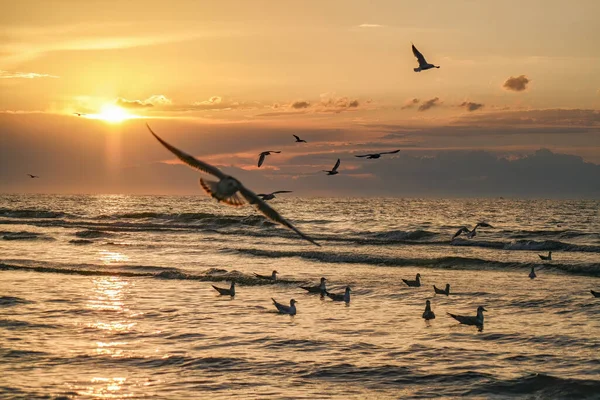 Beautiful Shot Seagulls Flying Sea Sunset — Stockfoto