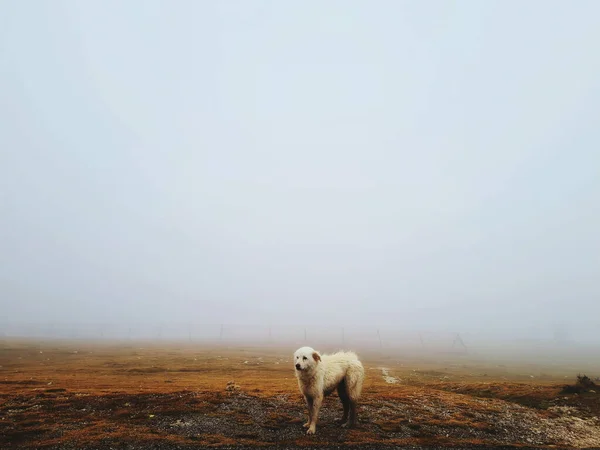 Paseo Por Las Montañas Con Perro Pastor Abruzzese Envuelto Niebla — Foto de Stock