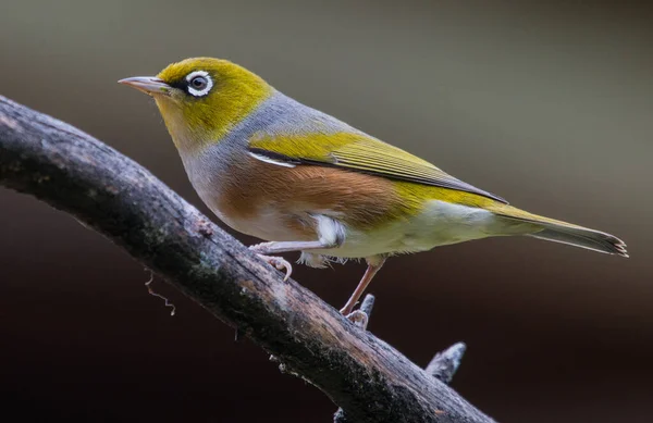 Zbliżenie Ujęcia Małego Kolorowego Ptaka Gałęzi Drzewa Zamazanym Tłem — Zdjęcie stockowe