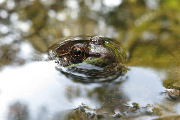 Westchester United States Aug 2017 Macro Closeup Photography Frogs Toads — 스톡 사진