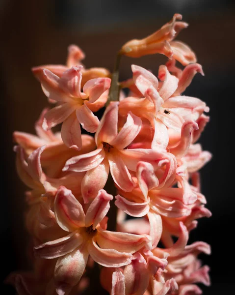 Egy Közeli Kép Gyönyörű Jácintvirágokról — Stock Fotó