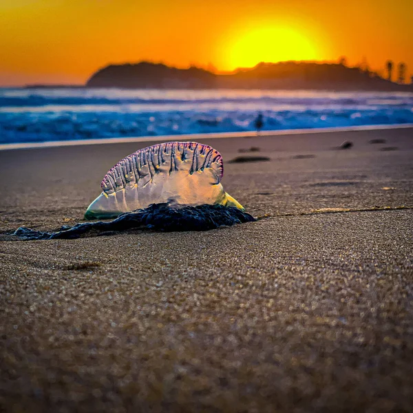 Closeup Shot Jellyfish Beach Australia Sunrise — Fotografia de Stock