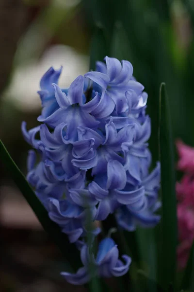Vertikální Záběr Hyacintského Květu — Stock fotografie