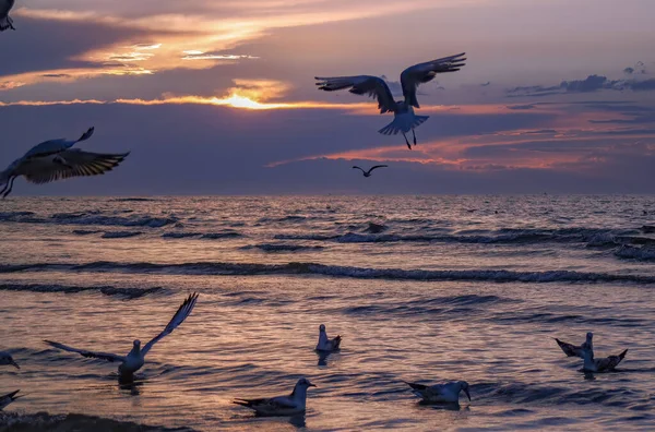 Beautiful Shot Seagulls Flying Sea Sunset — Stock Photo, Image