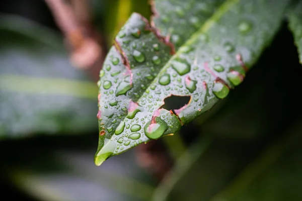 Closeup Shot Water Drops Green Damaged Leaf Plant Rain — Stockfoto