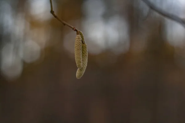 Primo Piano Una Pianta Isolata Uno Sfondo Sfocato — Foto Stock