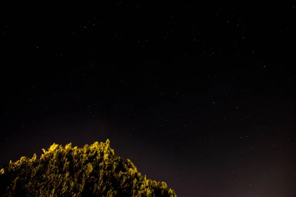 夜の星空の下で木の低角度ショット 壁紙に最適 — ストック写真