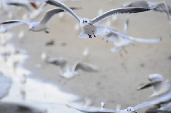 Primer Plano Gaviotas Blancas Volando Playa Por Mar Con Fondo —  Fotos de Stock