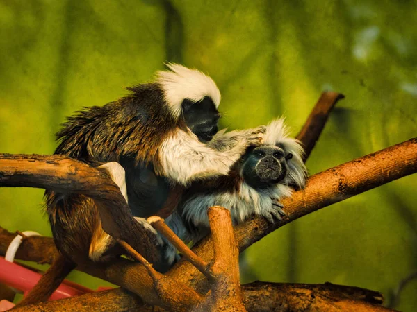 Closeup Shot Two Tamarin Monkeys Sitting Branches Zoo Kansas City — Stockfoto