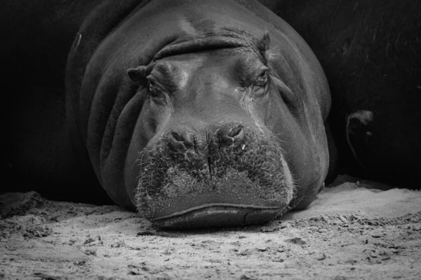 Cliché Niveaux Gris Hippopotame Dans Zoom — Photo