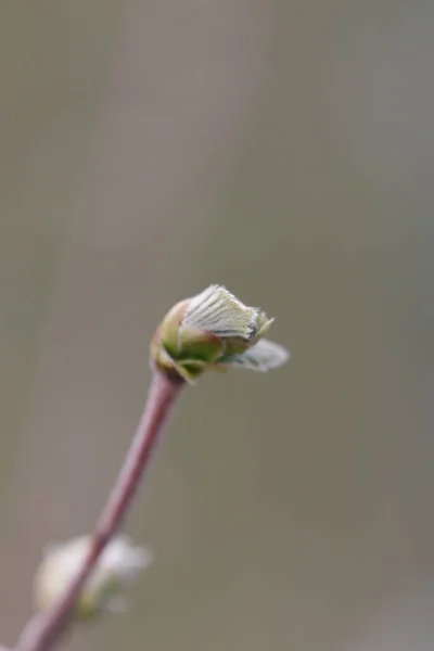 Bourgeon Fleuri Poussant Dans Jardin Printemps — Photo