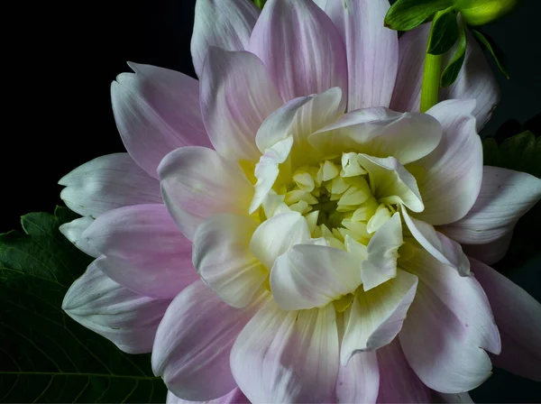 Closeup Shot Beautiful Dahlia Blooming Garden — Stock Photo, Image
