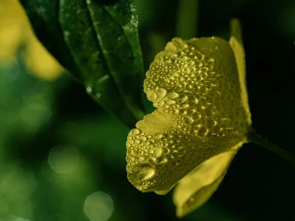 Μια Επιλεκτική Φωτογραφία Ενός Κίτρινου Λουλουδιού Σταγονίδια Νερού — Φωτογραφία Αρχείου