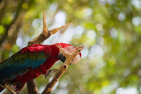 Красивый Снимок Красочного Попугая Ветке Боке — стоковое фото