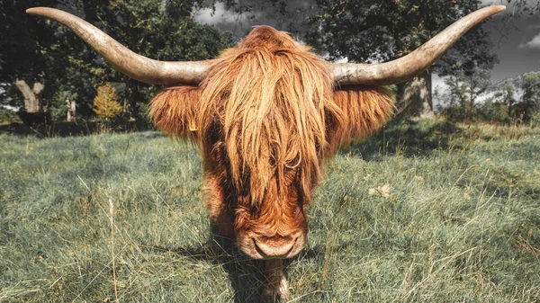 Gros Plan Une Vache Des Highlands Dans Champ Écosse — Photo