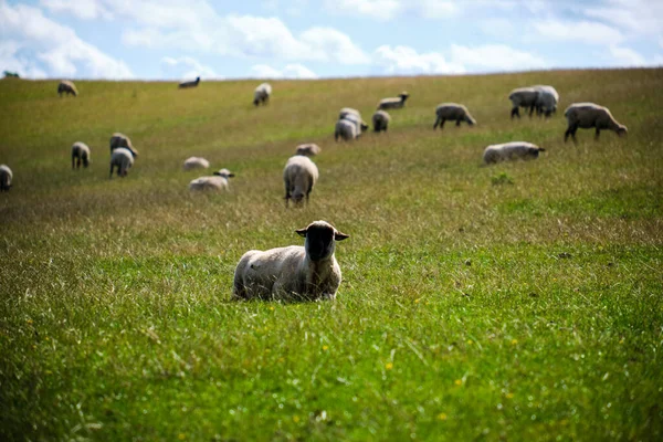 Ett Grönt Fält Med Får Dagsljus — Stockfoto