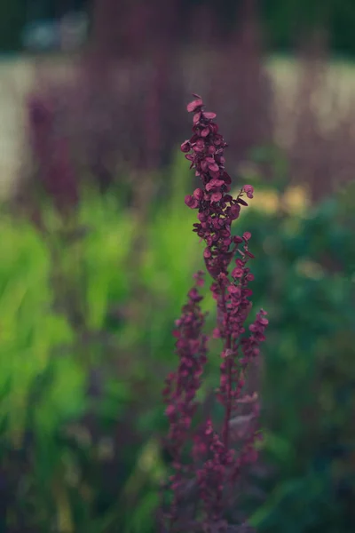 선택적 초점을 맞추어 정원에서 자라고 아름다운 시가지 식물을 찍었다 — 스톡 사진