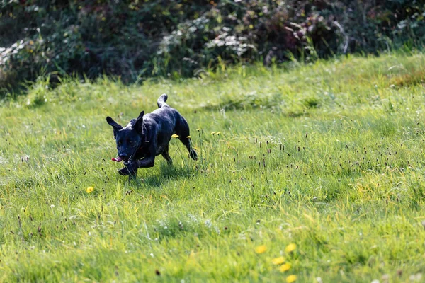 Een Schattige Zwarte Sheepdog Rennend Een Veld — Stockfoto