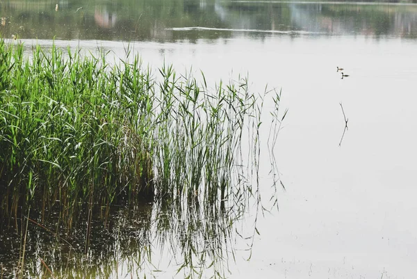 Cañas Verdes Lago Con Patos Fondo — Foto de Stock