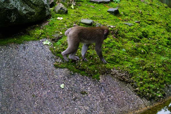 Tiro Alto Ângulo Macaco Macaque Caminhando Chão Molhado Musgoso Dierenpark — Fotografia de Stock