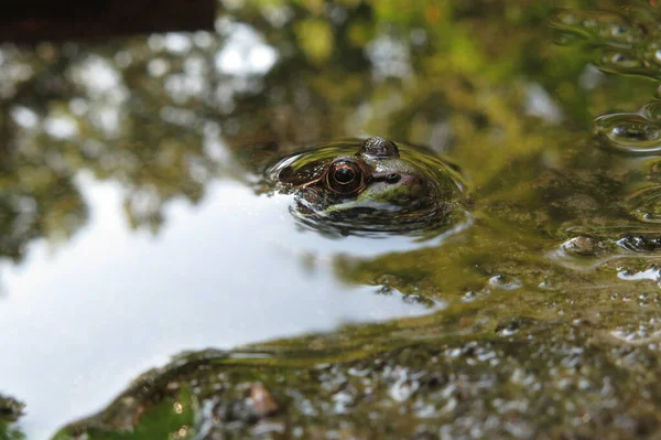 Westchester United States August 2017 Macro Close Photography Frogs Toads — 图库照片