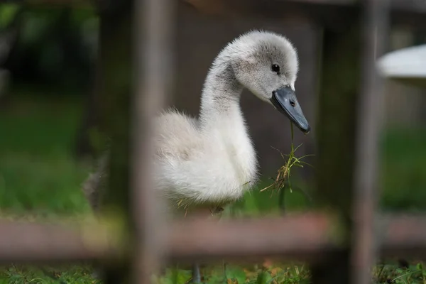 Eine Vertikale Aufnahme Eines Niedlichen Babyschwans Der Auf Dem Gras — Stockfoto