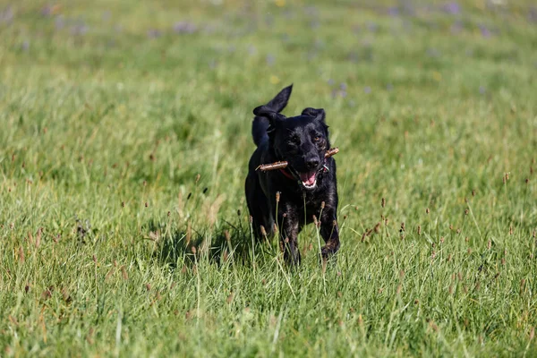 Ένα Χαριτωμένο Μαύρο Τσοπανόσκυλο Τρέχει Ένα Κλαδί Στο Στόμα Του — Φωτογραφία Αρχείου
